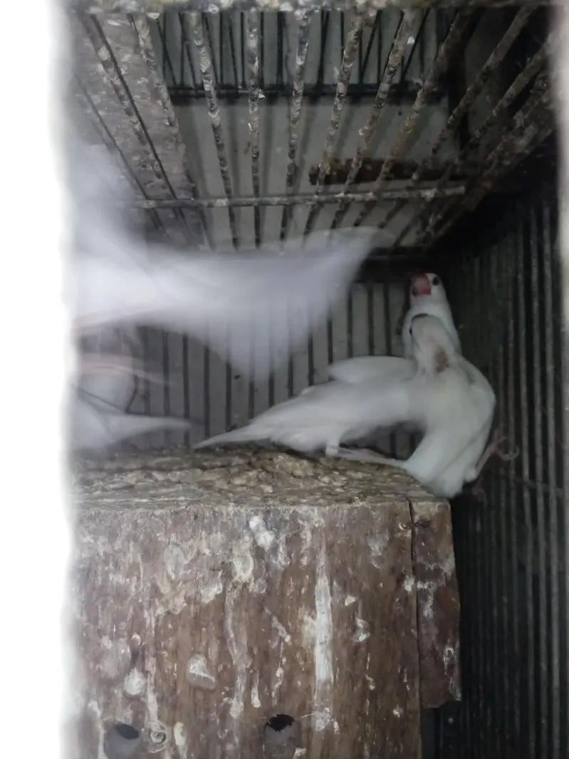 white java birds — photo 3