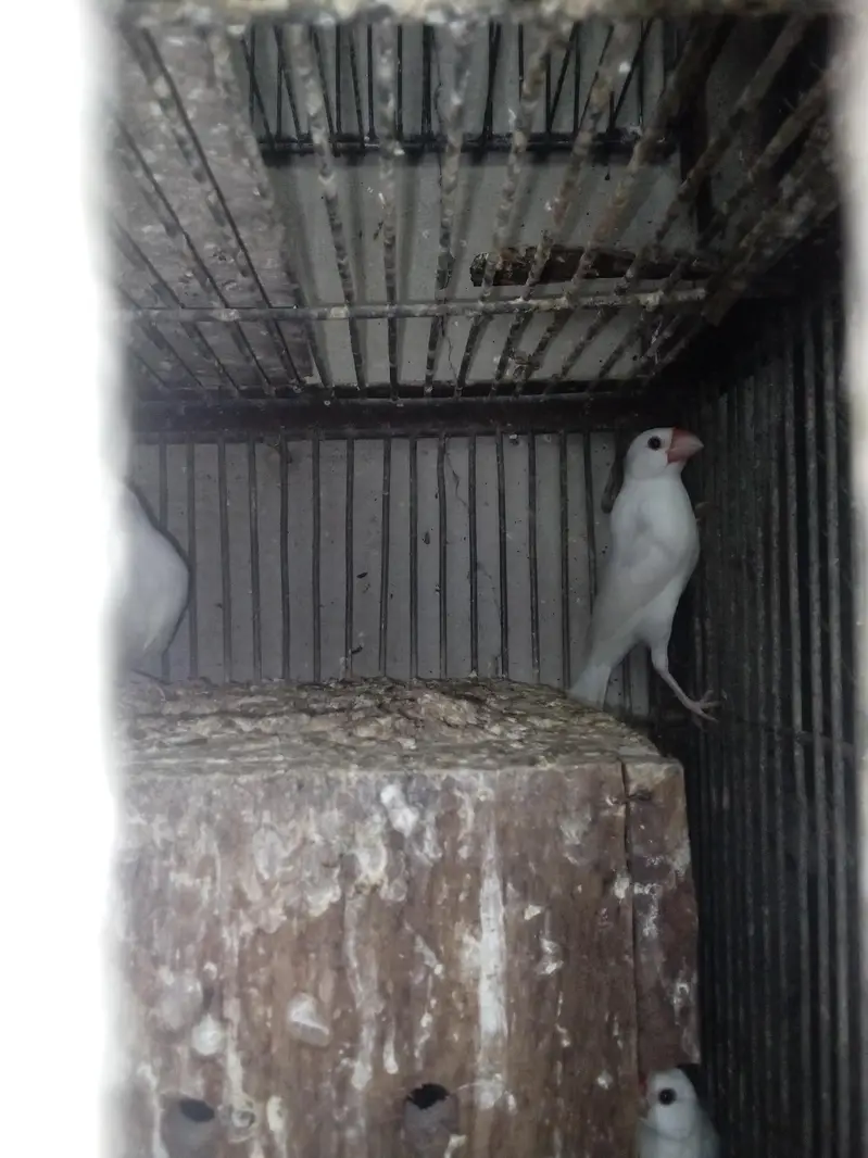 white java birds — photo 4