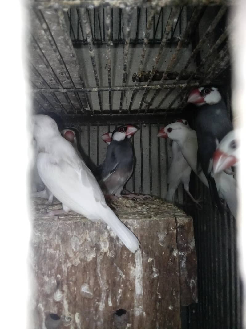 white java birds 4