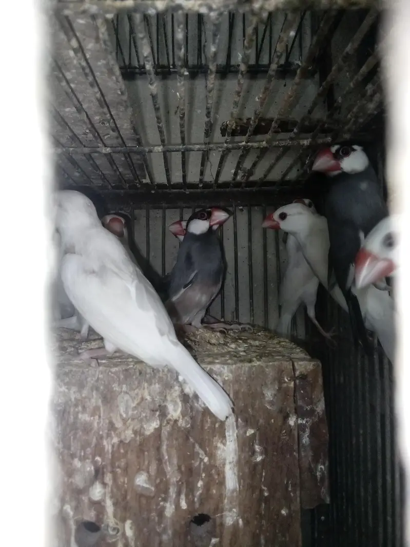 white java birds — photo 5