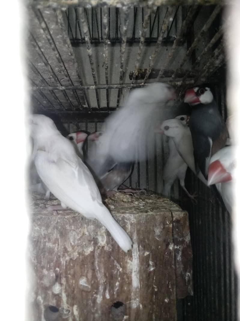 white java birds 5
