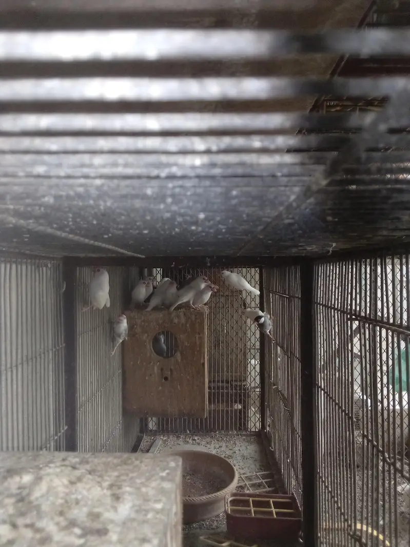 white java birds — photo 7