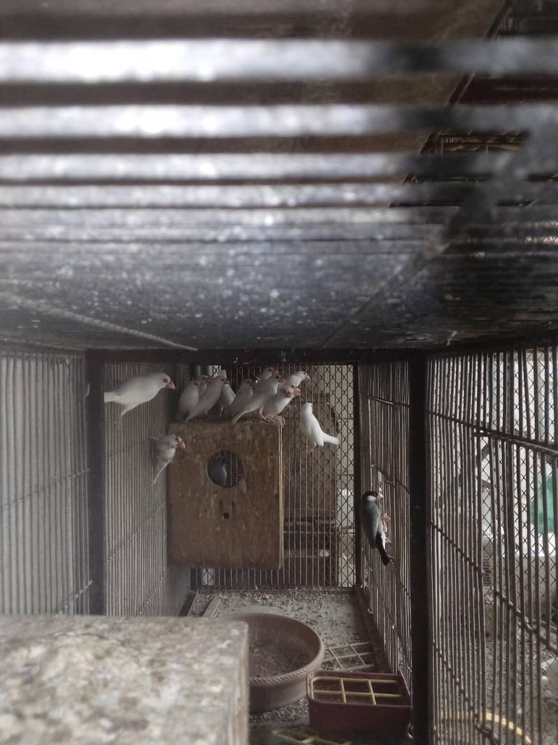 white java birds 7