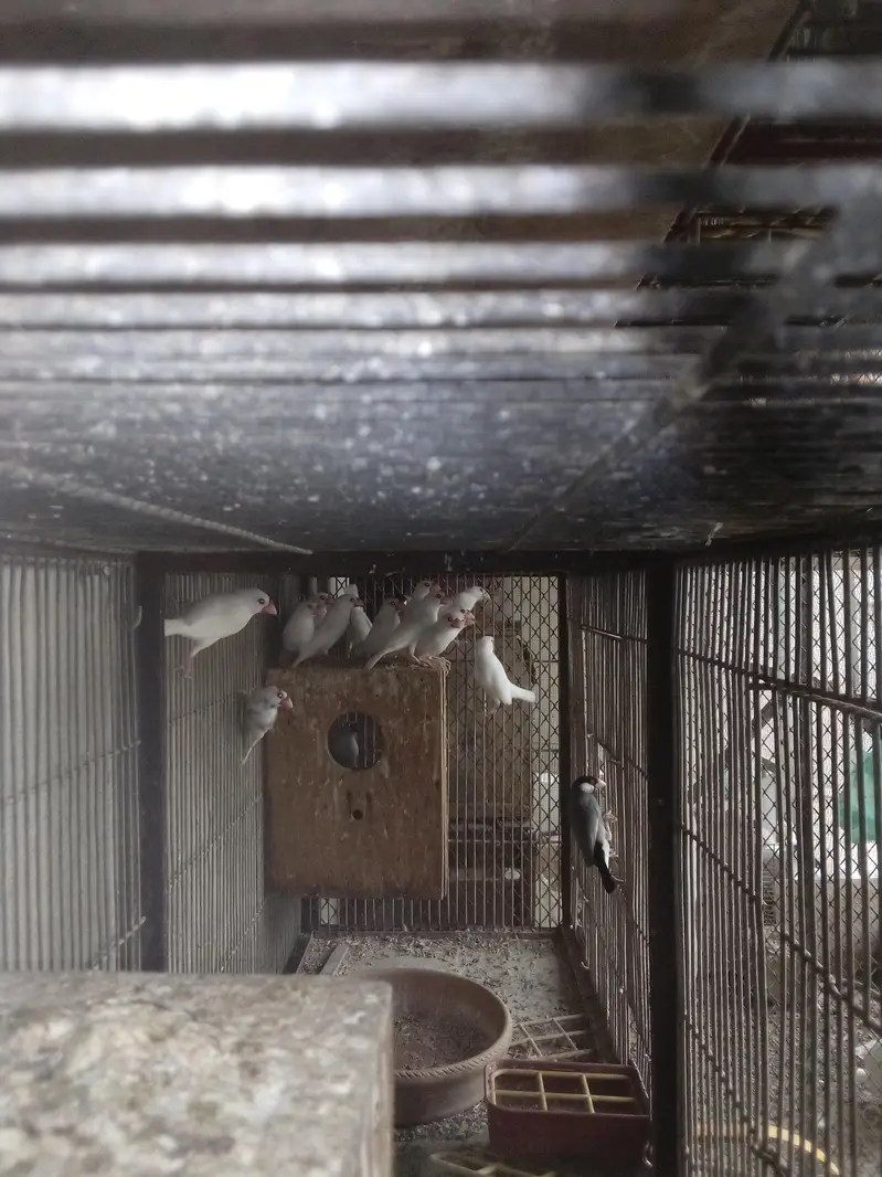 white java birds — photo 8