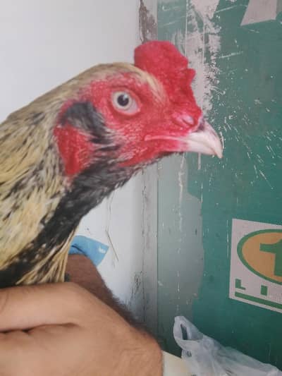gelva aseel indain breed
