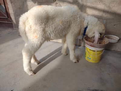Dumba for sale