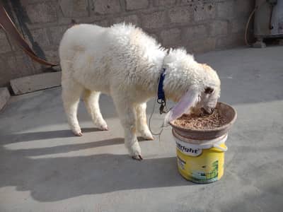 Dumba for sale