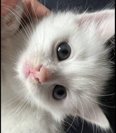 Persian white breed cat for sale