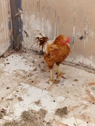 Desi Cross Breed Murgha aur Murghi for Sale.