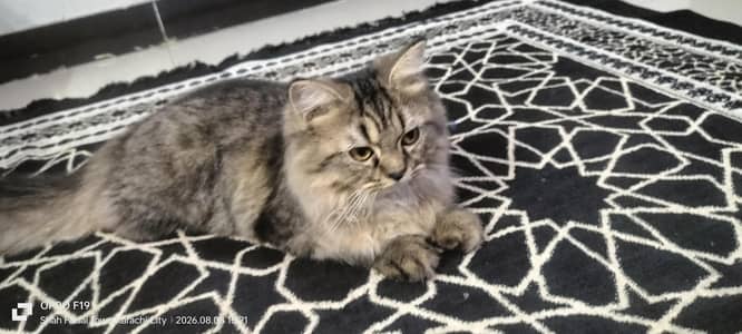 grey tone playful cat