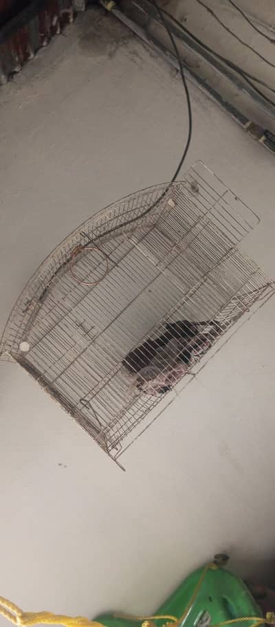 2 potion cage