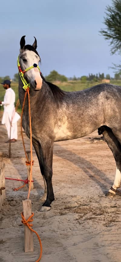 HORSE|Healthy&Active|urgent sale