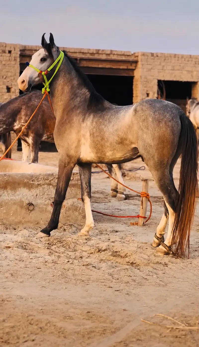 HORSE|Healthy&Active|urgent sale — photo 2