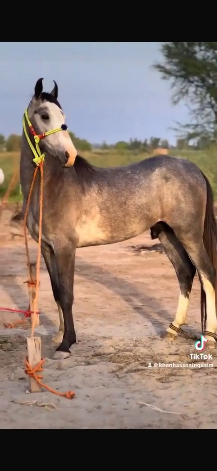 HORSE|Healthy&Active|urgent sale — photo 3