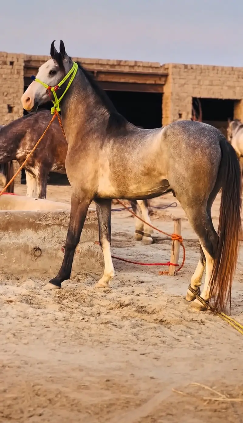 HORSE|Healthy&Active|urgent sale — photo 4