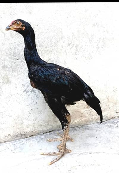 mushka lasani patha