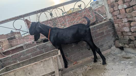 black beauty breeder Bakra fresh 2dant 03044506065