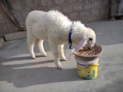Dumba for sale