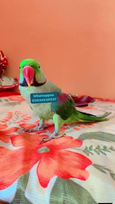 kasmri Raw parrot for sale 2 years ago active haldi home delivery All