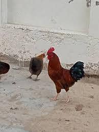 golden misri red colour Murga