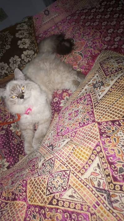 cat for sale