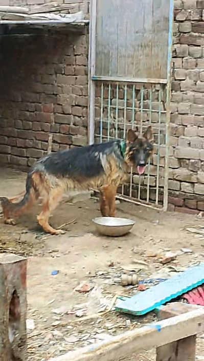 German shepherd Russian Bull terrier