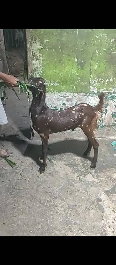totta Puri Bakra season 2027