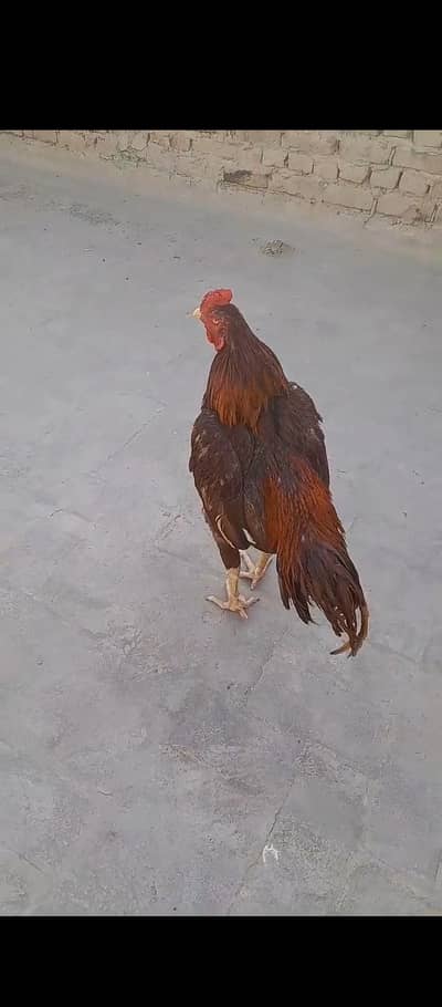 high peela aseel eggs