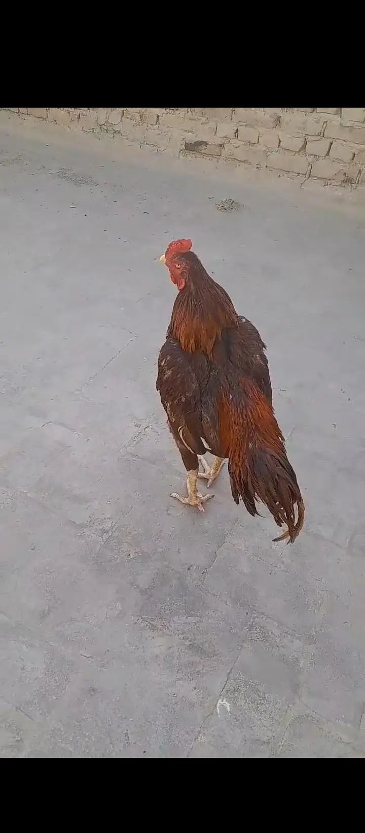 high peela aseel eggs