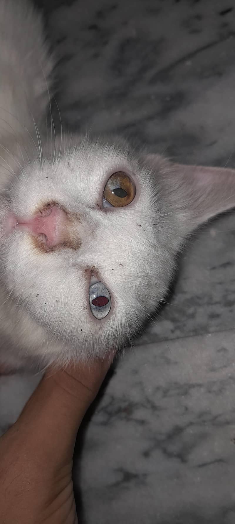 white cat 0