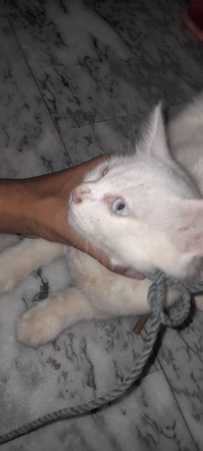 white cat 1
