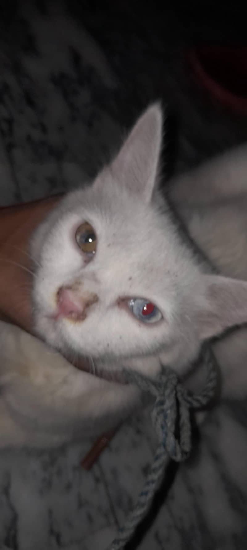 white cat 2
