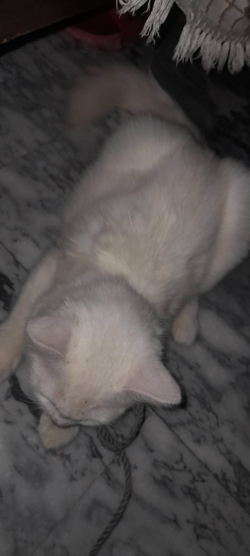 white cat 3