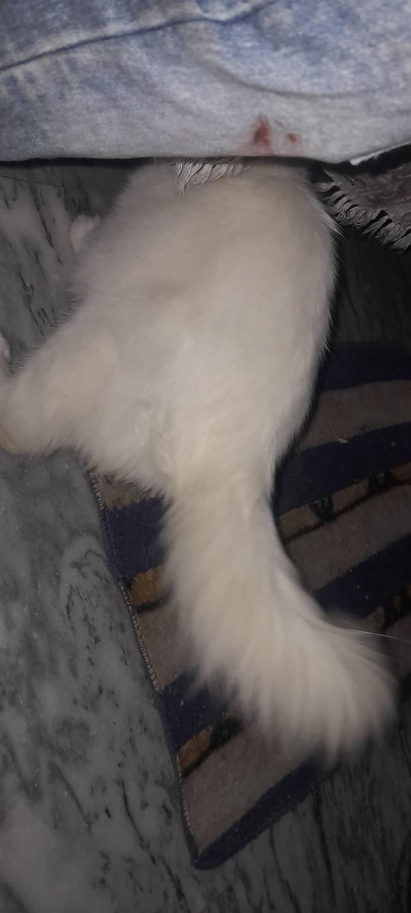 white cat 4