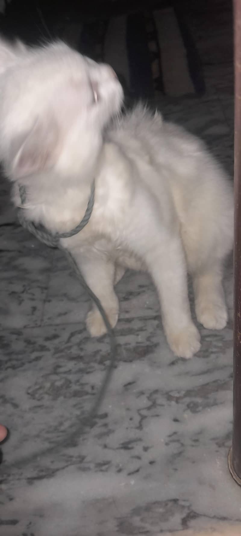 white cat 5
