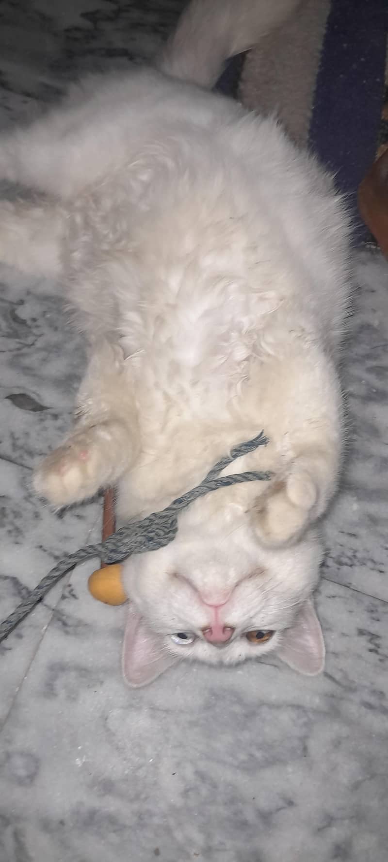 white cat 6