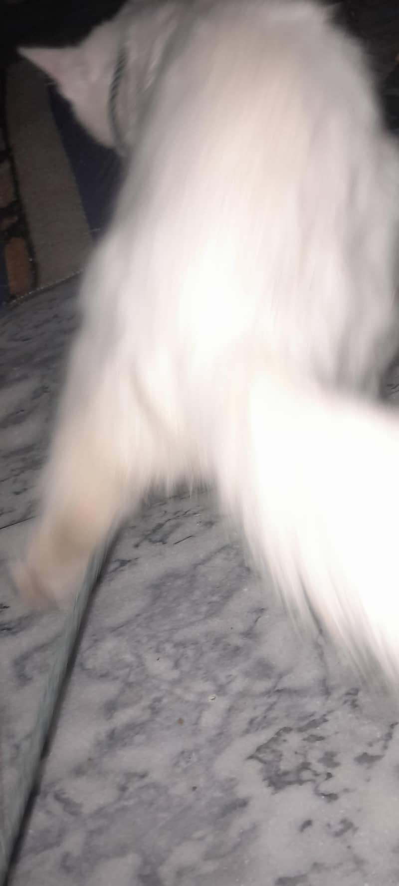white cat 7