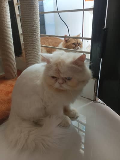 healthy and beautiful Persian pair for sale