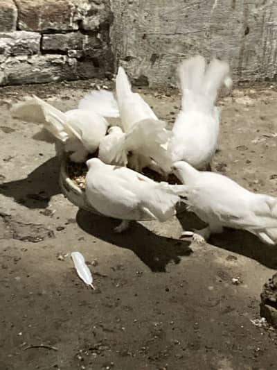 3 pair fancy bird