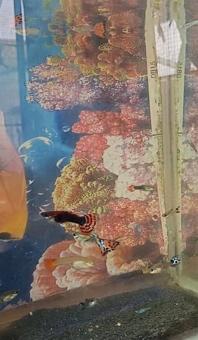 Dragon / Mosaic Guppy
