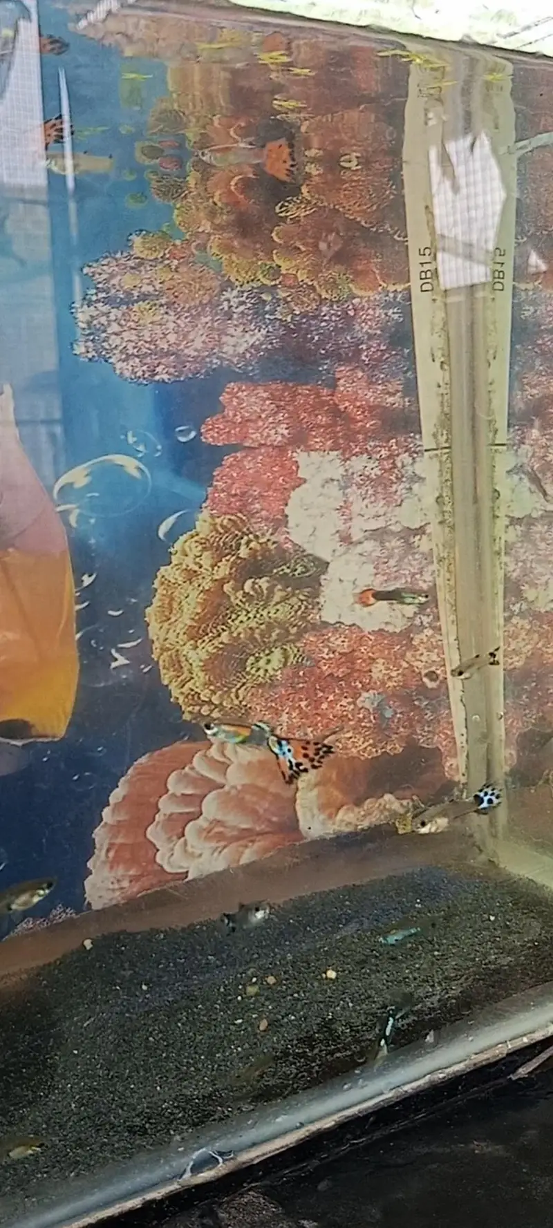 Dragon / Mosaic Guppy — photo 3