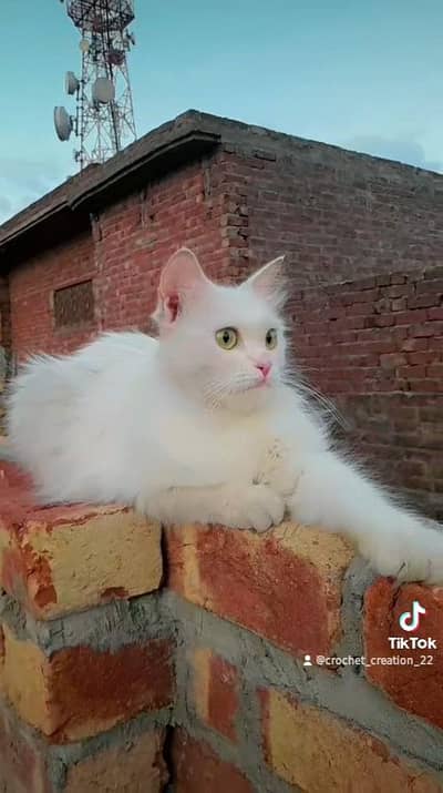 adult cat 