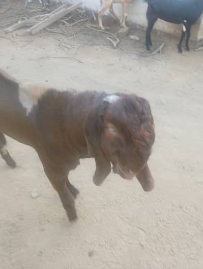 Bakra