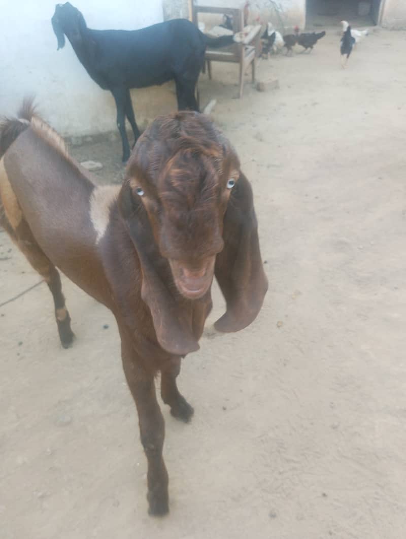 Bakra 1