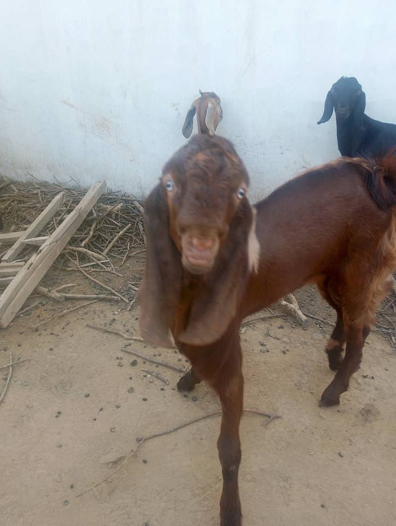 Bakra 2