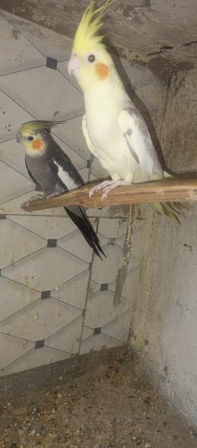 cocktail parrot for sale
