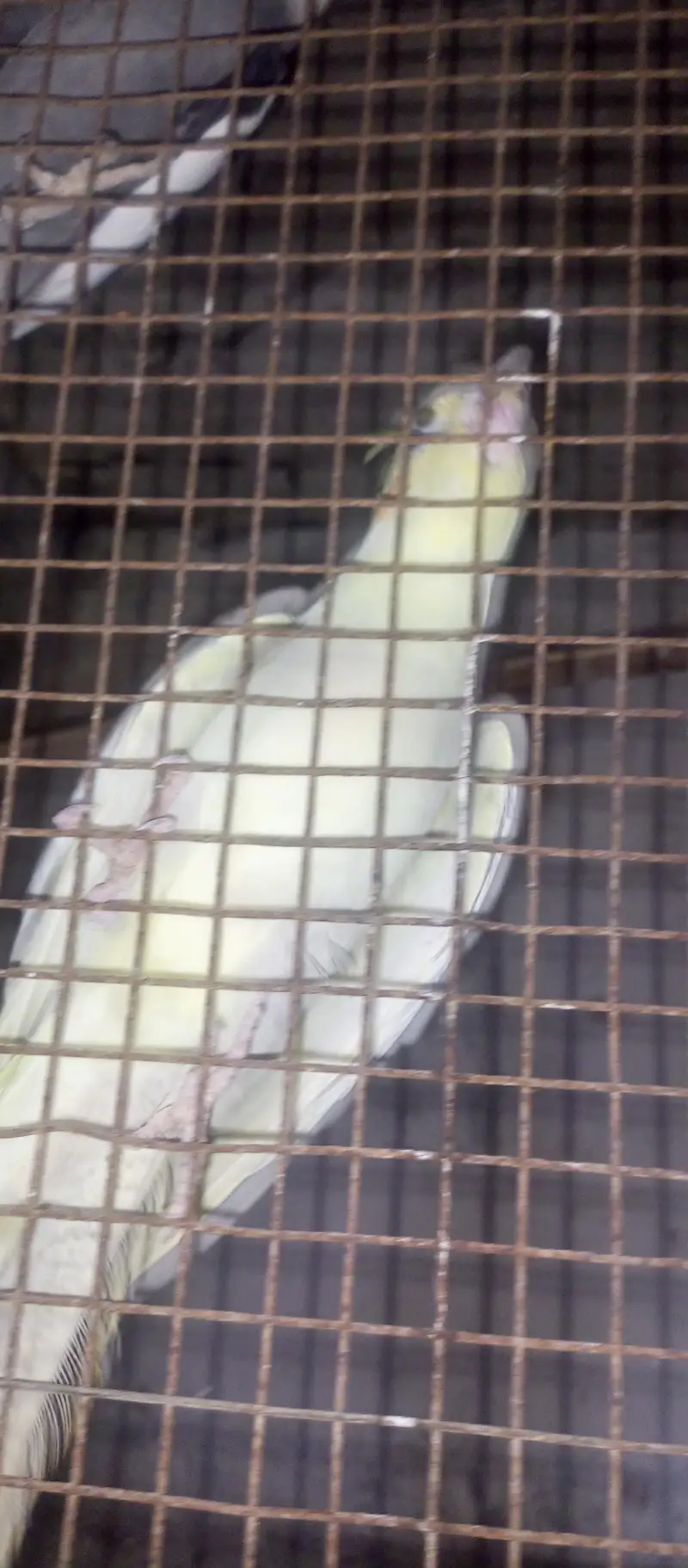 cocktail parrot for sale — photo 2