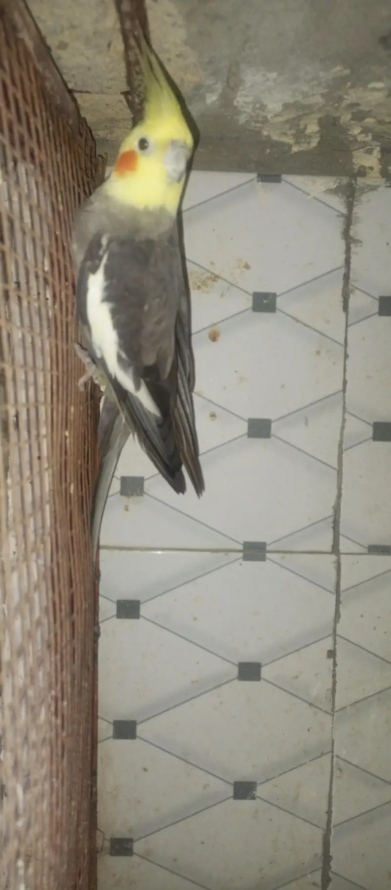 cocktail parrot for sale — photo 3