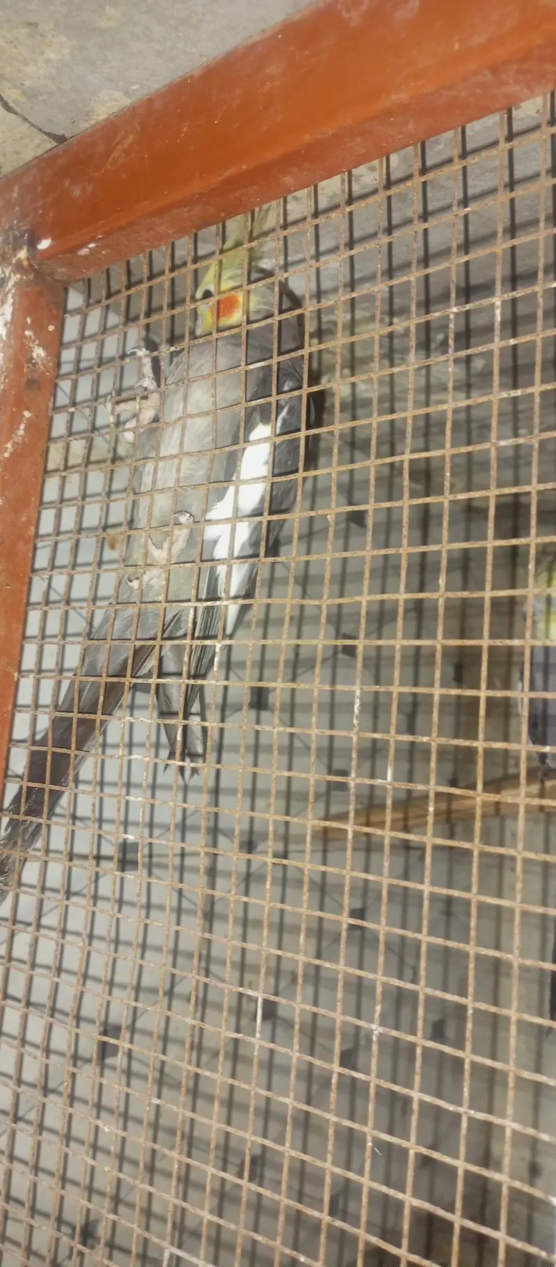 cocktail parrot for sale — photo 5