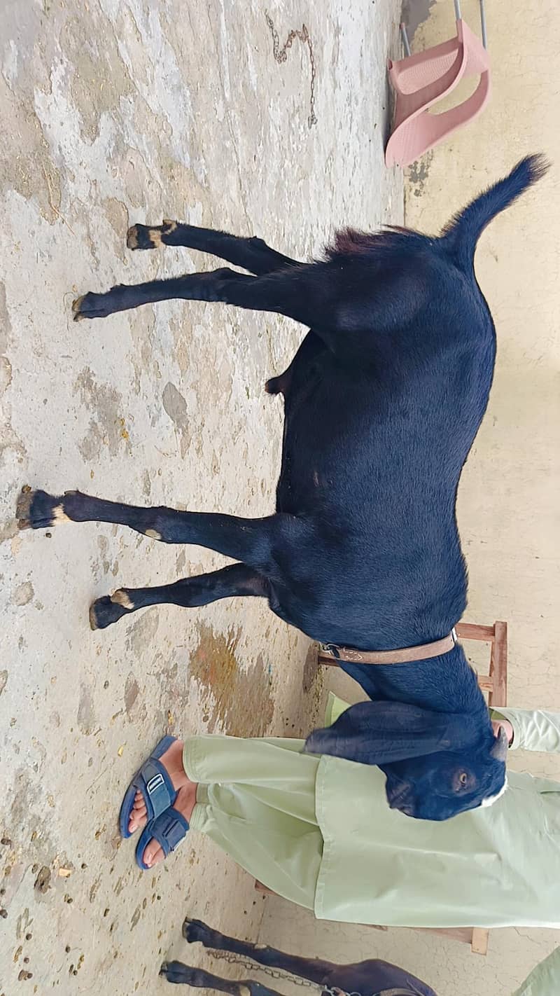 Desi Bakraa 0